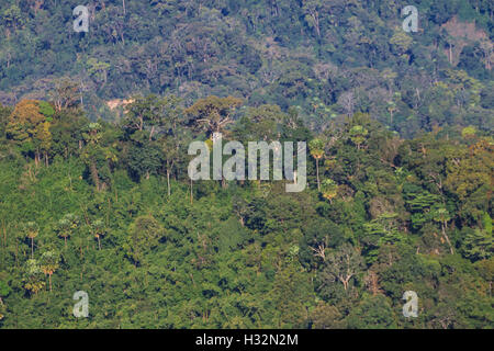 tree in rain forest, abstract nature background Stock Photo