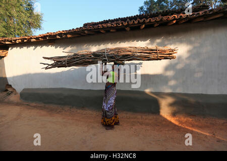 Woman carrying bundle of firewood, BHUMIA TRIBE, Karma village, Bagicha tahsil,Chattisgarh, India Stock Photo