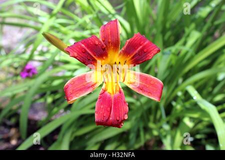 Red Yellow Daylily After a Rain Stock Photo