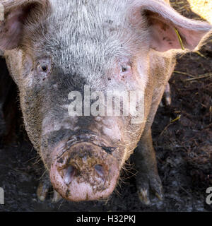 Dirty pig in mud on the farm looking the camera. Stock Photo