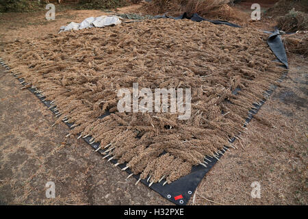 Jawar kept for drying, Kalamkui Village , Valod Tehsil, Tapi District, Gujrat, India Stock Photo