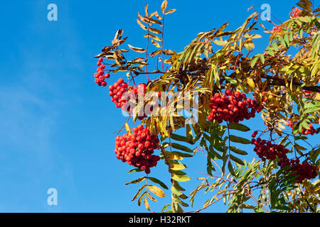 Rowan berries, Finland Stock Photo