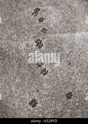 dog footprints imprinted on grainy concrete floor Stock Photo