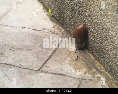 closeup shot of snail climbing on grainy concrete wall Stock Photo
