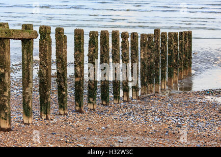 Old encrusted Groynes on the Beach Near Eastbourne Sussex at low tide Stock Photo