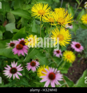 Alant; Roter Sonnenhut; Echinacea; purpurea; Inula Helenium, heilpflanze Stock Photo
