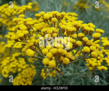 Currykraut; Helichrysum, italicum; Gewuerz; Kuechenkraeuter; Kuechenkraut Stock Photo