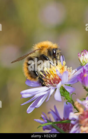 Common Carder Bumblebee  feeding on wild aster Stock Photo