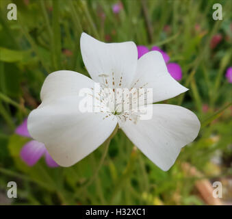 Kornrade; Agrostemma, githago, Heilpflanze Stock Photo