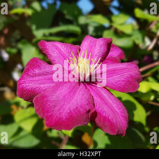 Clematis; Ville; de; Lyon; Clematis Hybride Stock Photo