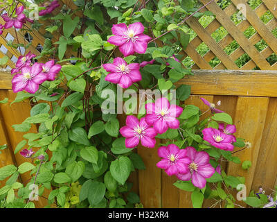 Clematis; Ville; de; Lyon; Clematis Hybride Stock Photo