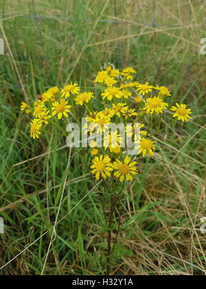 Jakobs-Kreuzkraut; Senecio; jacobeae, Giftpflanze Stock Photo