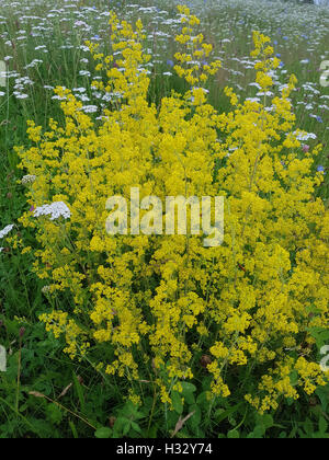 Labkraut; Galium; Verum; Echtes, Heilpflanze Stock Photo