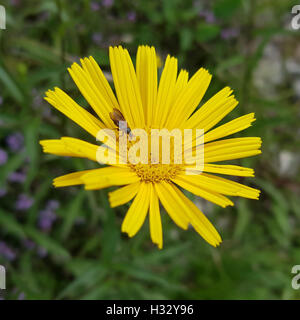 Ochsenauge, Buphthalmum, salicifolium, Weidenblaettriges, Rindsauge Stock Photo