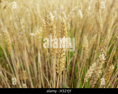 Weizenaehren, Weizenkoerner, Weizen, Triticum, aestivum Stock Photo