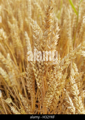 Weizenaehren, Weizenkoerner, Weizen, Triticum, aestivum Stock Photo