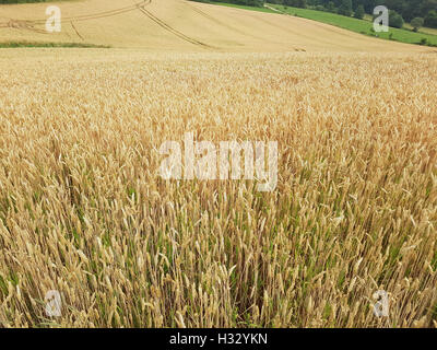 Weizenaehren, Weizenkoerner, Weizen, Triticum, aestivum Stock Photo