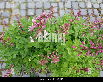Diptam; Dictamnus, Albus; Heilpflanze; Wildpflanze Stock Photo