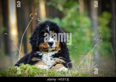 Bernese Mountain Dog puppy portrait Stock Photo