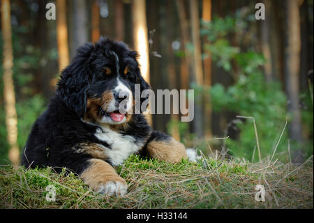 Bernese Mountain Dog puppy portrait Stock Photo