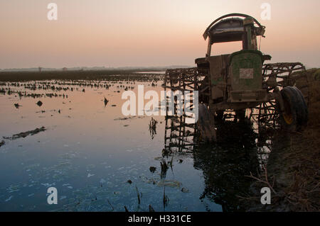 Old tractor with plow wheels in a flooded rice field at sunset. Sky with orange tones reflected in the water Stock Photo