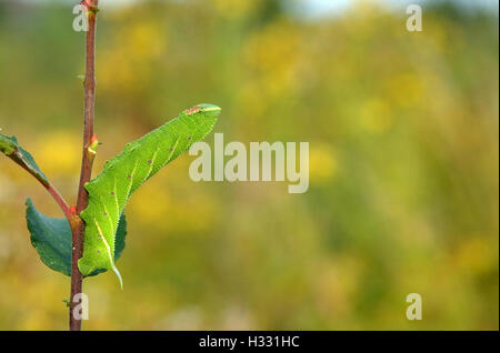 Eyed hawk Moth Larvae Stock Photo