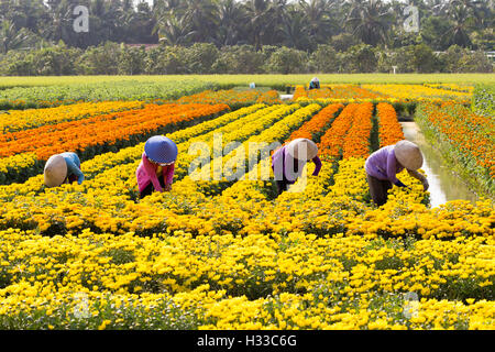 Harvesting flower in Vietnam during Holidays Stock Photo: 122391625 - Alamy