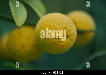 Trifoliate orange bitter orange hardy orange fruits Poncirus trifoliata Stock Photo