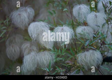 Fluffy clematis seed heads Stock Photo