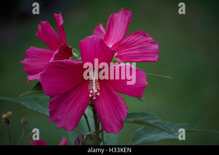 Red swamp rose mallow flowers close up Hibiscus moscheutos Stock Photo