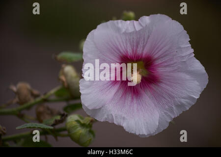 Common hollyhock pink flower close up Alcea rosea