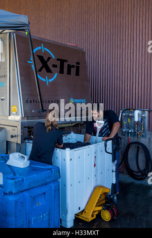 Workers sorting grapes on crush pad at B Cellars Vineyards and Winery in Oakville in the Napa Valley in Napa County California Stock Photo