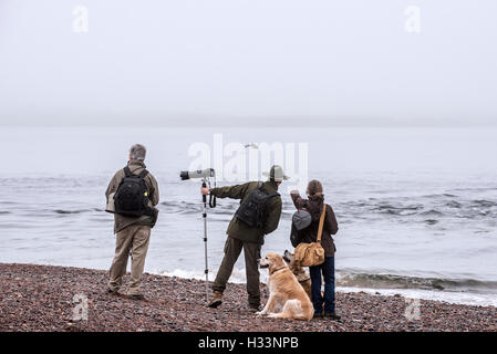 Wildlife photographers and whale watchers spotting bottlenose dolphin at Chanonry Point in the fog, Moray Firth, Scotland, UK Stock Photo