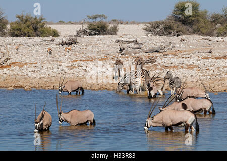 Gemsbok (Oryx gazella) and zebras (Equus burchelli) at a waterhole, Etosha National Park, Namibia Stock Photo