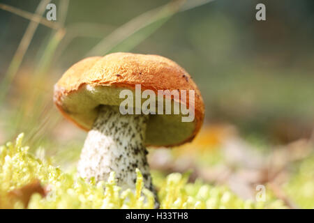 The Leccinum grow in the green moss forest, single mushroom growing in the sun rays, close-up photo Stock Photo