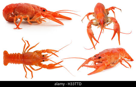 collection of lobsters isolated on the white background. Stock Photo