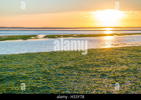 Sunset over sea lettuce field on saltwater tidal flats at low tide of Waddensea, Netherlands Stock Photo