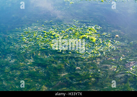 Sea lettuce, Ulva lactuca, floating on water surface and underwater at low tide of Waddensea, Netherlands
