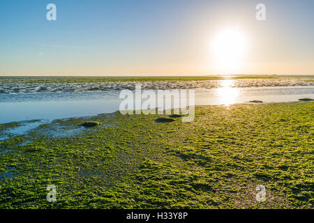 Sunrise over sea lettuce field on saltwater tidal flats at low tide of Waddensea, Netherlands Stock Photo