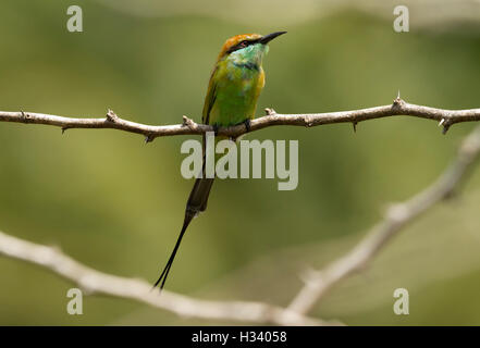 One green bee-eater, perched on a branch Stock Photo