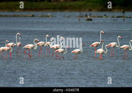 Greater flamingo's (Phoenicopterus roseus) loving nature in wet lands Stock Photo