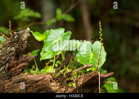 plants growing on old tree wood Stock Photo