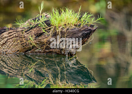 grass growing on old tree in water with reflection Stock Photo