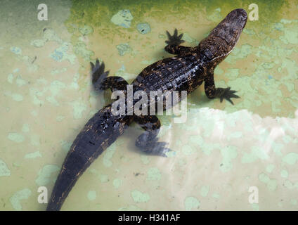 small baby alligator standing in water Stock Photo