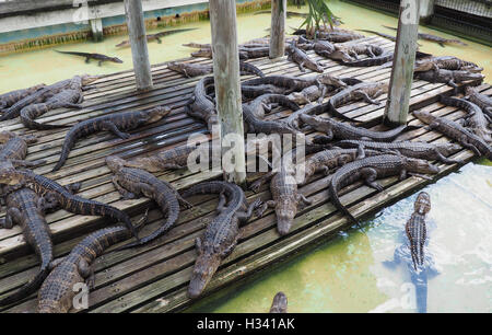 many baby alligators in water and resting on a wooden dock Stock Photo