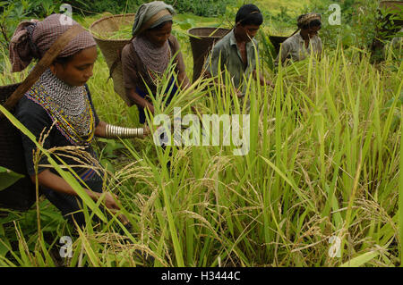 Jhum Farming Rice Bangladeshi indigenous farmers are busy harvesting jhum rice from the ...