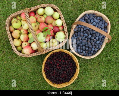 Baskets filled with wild fruits and berries foraged from hedgerows in public areas during autumn in the English countryside Stock Photo