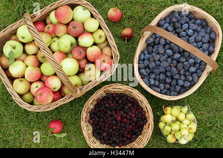 Baskets filled with wild fruits and berries including blackberries, damsons and apples foraged in the English countryside Stock Photo