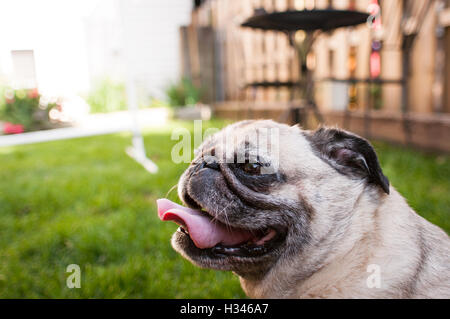 Close up of pug smiling in backyard during summer Stock Photo