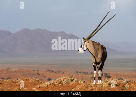 Gemsbok or Oryx (Oryx gazella) portrait in the NamibRand Nature Preserve, Namibia Stock Photo